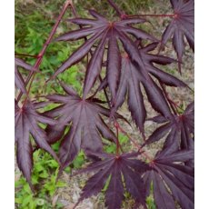 Acer palmatum 'Trompenburg'   3L Acer palmatum 'Trompenburg'   3L