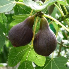 Ficus carica 'Brown Turkey'   3L