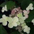 Hydrangea paniculata 'Early Sensation'  3L Hydrangea paniculata 'Early Sensation'  3L