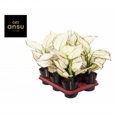 Aglaonema White Joy   12cm Aglaonema White Joy   12cm