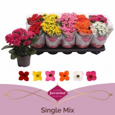 Kalanchoe bloss ( single flower) basic   10.5cm