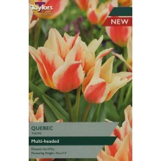 TAYLORS Tulip Quebec