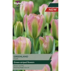 TAYLORS Tulip Greenland TAYLORS Tulip Greenland