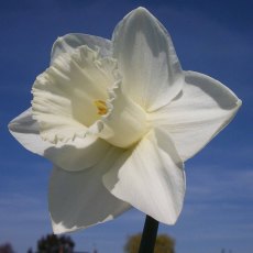 TAYLORS Narcissus Mount Hood - 1Kg (When Packed) TAYLORS Narcissus Mount Hood - 1Kg (When Packed)