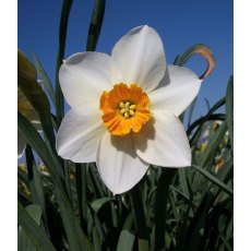 TAYLORS Narcissus Sempre Avanti - 1Kg (When Packed) TAYLORS Narcissus Sempre Avanti - 1Kg (When Packed)