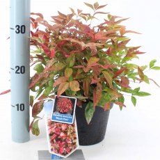 Nandina domestica 'Blush Pink'   2L