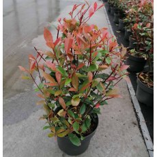 Photinia x fraseri 'Carre Rouge'   5L
