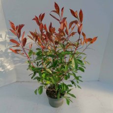 Photinia x fraseri 'Red Robin'  5L