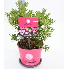 Rhododendron BLOOMBUX MAGENTA (Microhirs9)   2L
