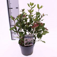 Viburnum tinus 'Gwenllian'   2L Viburnum tinus 'Gwenllian'   2L