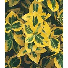 Euonymus fortunei 'Emerald 'n Gold'   1L Euonymus fortunei 'Emerald 'n Gold'   1L