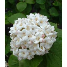 Viburnum x carlcephalum   5L Viburnum x carlcephalum   5L