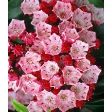 Kalmia latifolia 'Ostbo Red'   4L Kalmia latifolia 'Ostbo Red'   4L