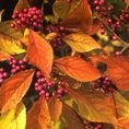 Callicarpa bodinieri var. giraldii  'Profusion'   3L Callicarpa bodinieri var. giraldii  'Profusion'   3L