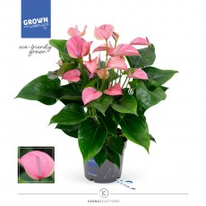 Anthurium andr Joli   17cm