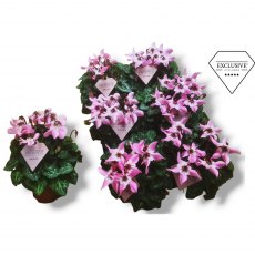 Cyclamen SS Djix Pink   10.5cm Cyclamen SS Djix Pink   10.5cm