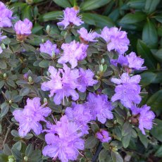 DWARF RHODODENDRON 'Ramapo'   3L