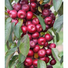 Malus 'Laura ®'    12L Malus 'Laura ®'    12L