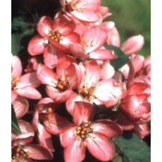 Malus 'Laura ®'    12L Malus 'Laura ®'    12L