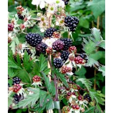 Blackberry (Rubus) 'Oregon Thornless'   3L Blackberry (Rubus) 'Oregon Thornless'   3L