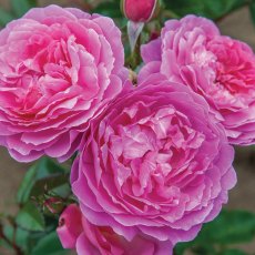 Rose 'Orchid Romantica'   3Ldp