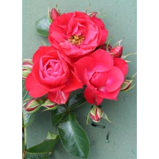 Rose 'Flower Carpet Scarlet'  3Ldp