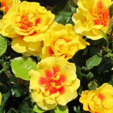 Rose 'Peters Persica'   4Ldp