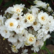 Rose 'Rambling Rector'   4Ldp
