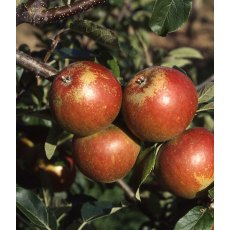 Apple (Malus) 'Cox Self Fertile' - Bush - M26   12L Apple (Malus) 'Cox Self Fertile' - Bush - M26   12L