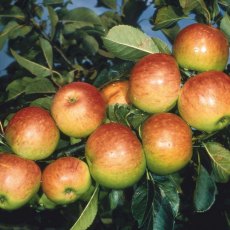 Apple (Malus) 'James Grieve' - Bush - M26   12L Apple (Malus) 'James Grieve' - Bush - M26   12L