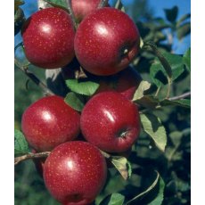Apple (Malus) 'Red Windsor'® - Bush - M26   12L Apple (Malus) 'Red Windsor'® - Bush - M26   12L