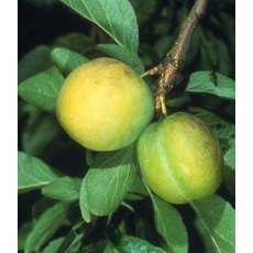 Gage (Prunus) 'Oullins Golden' - Bush - VVA-1®   12L Gage (Prunus) 'Oullins Golden' - Bush - VVA-1®   12L
