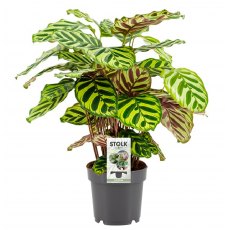 Calathea Makoyana   14cm