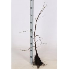 BARE-ROOT HEDGING Carpinus betulus (5 Plants)   60/80 1+1