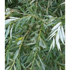 BARE-ROOT HEDGING Salix alba (5 Plants)   80/120 0+1