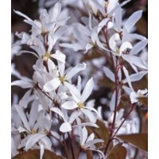 Amelanchier 'La Paloma'   12L Amelanchier 'La Paloma'   12L