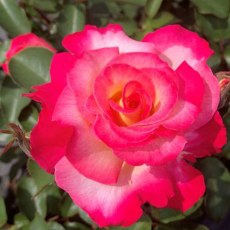 Rose Youre My Everything 3Ldp (ROTY25)