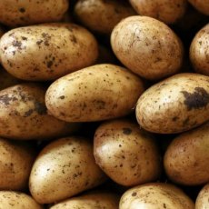 SEED POTATO - FIRST EARLY 'Francis' - 2.5kg