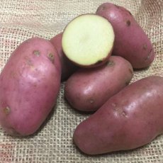 SEED POTATO - MAIN CROP 'Organic Sarpo Axona' - 6 Tubers