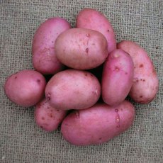 SEED POTATO - MAIN CROP 'Organic Sarpo Axona' - 6 Tubers