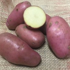 SEED POTATO - MAIN CROP 'Organic Sarpo Mira' - 6 Tubers