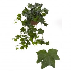 Hedera hel Brigitte 13cm Hedera hel Brigitte 13cm