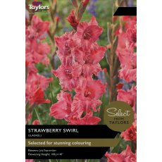 TAYLORS GLADIOLI STRAWBERRY SWIRL - Special Edition