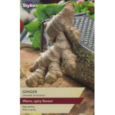 GINGER (ZINGIBER OFFICINALE)
