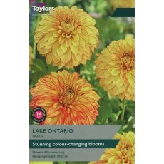 TAYLORS DAHLIA LAKE ONTARIO
