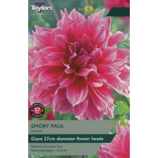TAYLORS DAHLIA EMORY PAUL