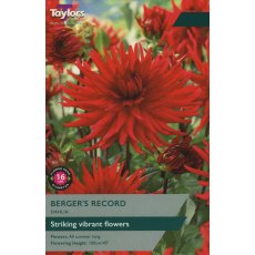 TAYLORS DAHLIA BERGER'S RECORD