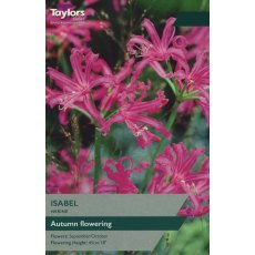 TAYLORS NERINE ISABEL