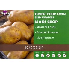 SEED POTATO - MAIN CROP 'Record'   2kg