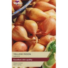 SHALLOT 'Yellow Moon'